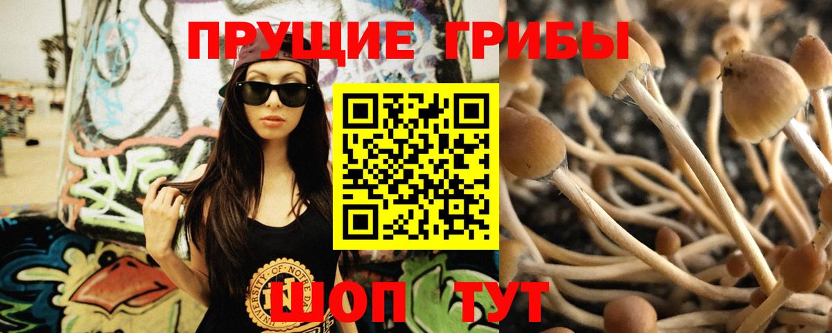 Галлюциногенные грибы Psilocybine cubensis Железногорск